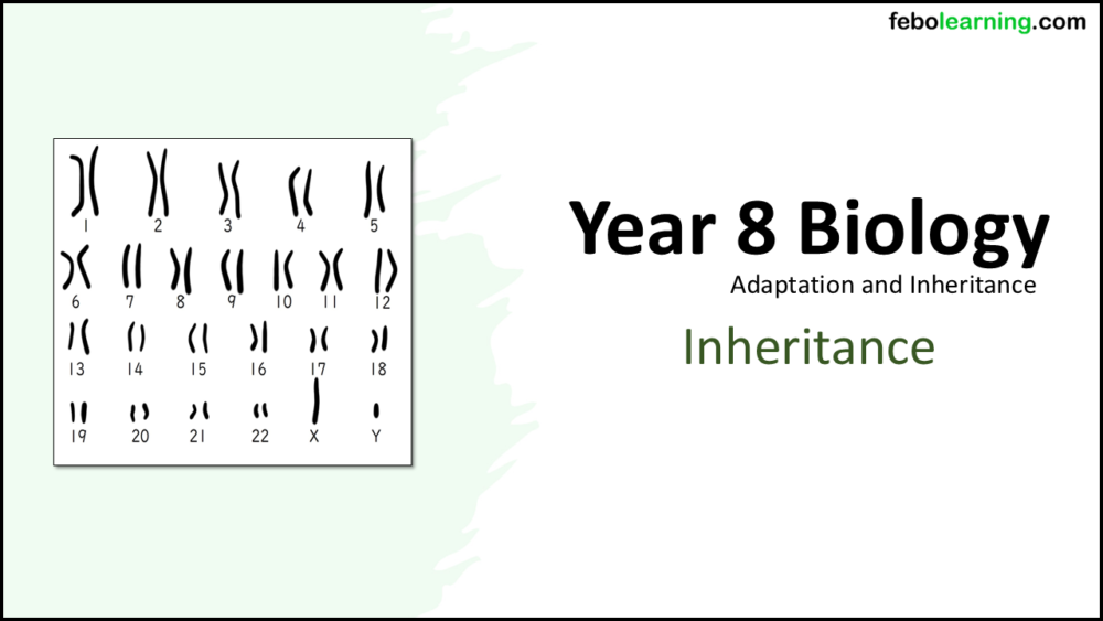 Year-8 Biology Adaptation and Inheritance Inheritance Title