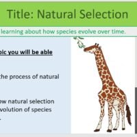 Year-8 Biology Adaptation and Inheritance Natural Selection Objectives