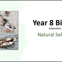 Year-8 Biology Adaptation and Inheritance Natural Selection Title