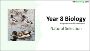 Year-8 Biology Adaptation and Inheritance Natural Selection Title