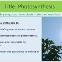 Year-8 Biology Ecosystem Processes Photosynthesis Lesson Objectives