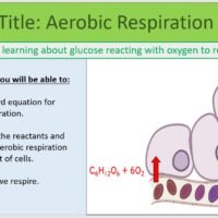 Year-8 Biology Ecosystems Aerobic Respiration Lesson Objectives