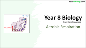 Year-8 Biology Ecosystems Aerobic Respiration Title Year-8 Biology Ecosystems Aerobic Respiration Title