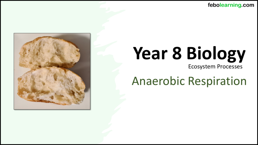 Year-8 Biology Ecosystems Anaerobic Respiration Title