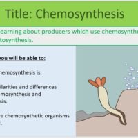 Year-8 Biology Ecosystems Chemosynthesis Lesson Objectives