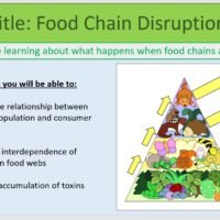Year-8 Biology Ecosystems Disruption to Food Chains and Webs Lesson Objectives