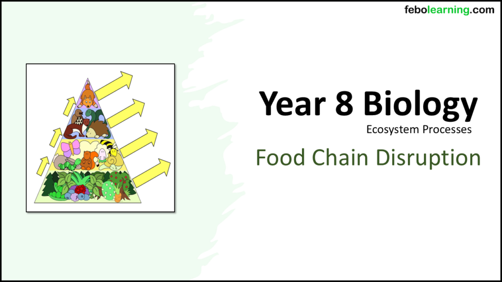 Year-8 Biology Ecosystems: Disruption of Food Chains and Webs