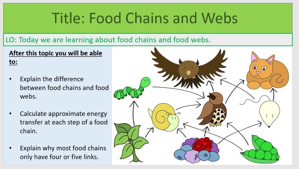 Year-8 Biology Ecosystems Food Chains and Webs Lesson Objectives