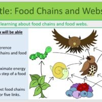Year-8 Biology Ecosystems Food Chains and Webs Lesson Objectives