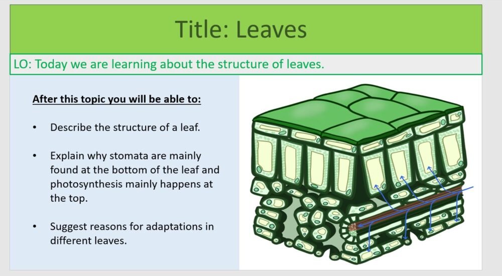 Year-8 Biology Ecosystems Leaves Lesson Objectives