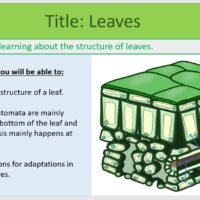 Year-8 Biology Ecosystems Leaves Lesson Objectives