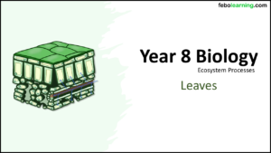 Next Lesson: Year-8 Biology Ecosystems Leaves