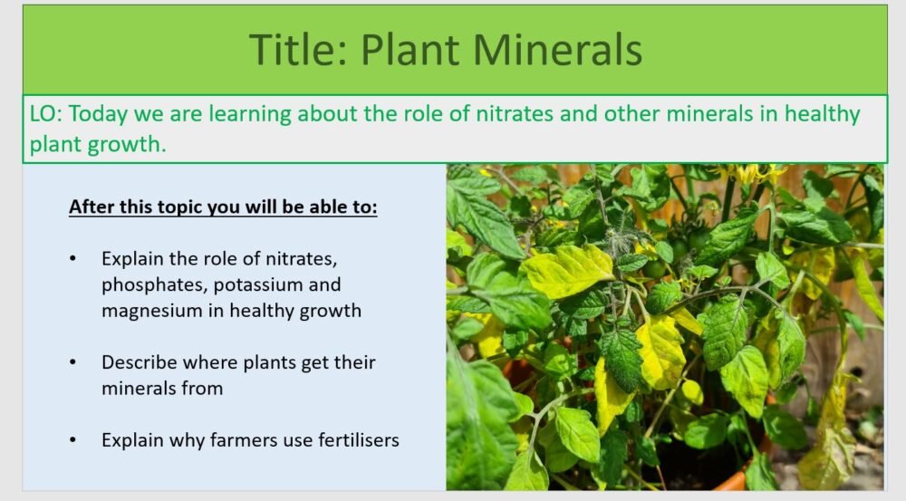 Year-8 Biology Ecosystems Plant Minerals Lesson Objectives
