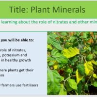 Year-8 Biology Ecosystems Plant Minerals Lesson Objectives