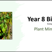 Year-8 Biology Ecosystems Plant Minerals Title