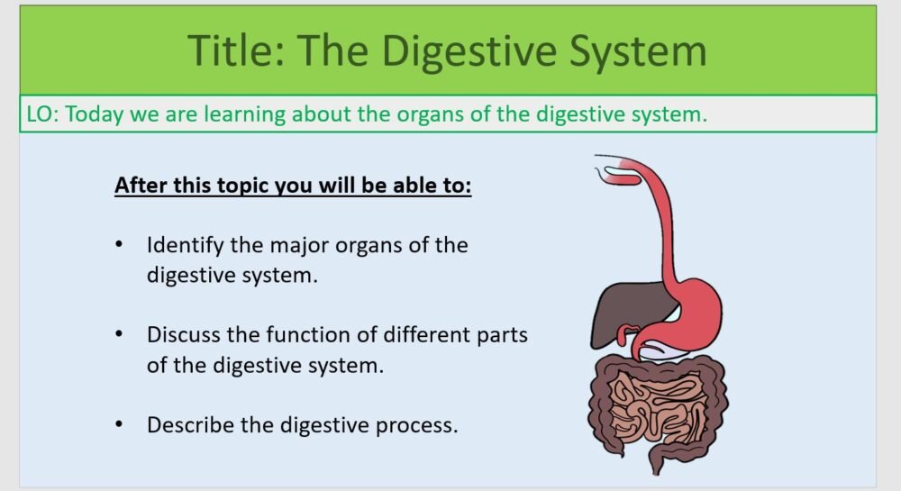 Year-8 Biology Health and Lifestyle Digestive System Lesson Objectives