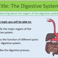 Year-8 Biology Health and Lifestyle Digestive System Lesson Objectives