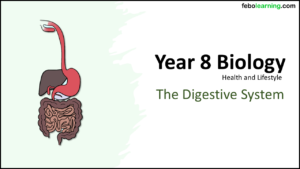 Link to next lesson: The Digestive System