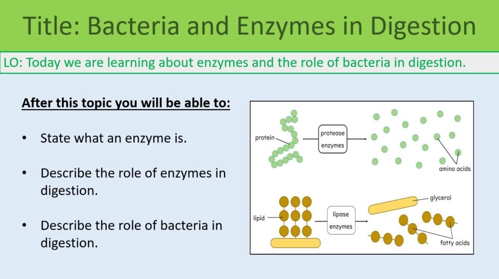 Year-8 Biology Health and Lifestyle Enzymes in Digestion Lesson Objectives