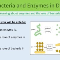 Year-8 Biology Health and Lifestyle Enzymes in Digestion Lesson Objectives