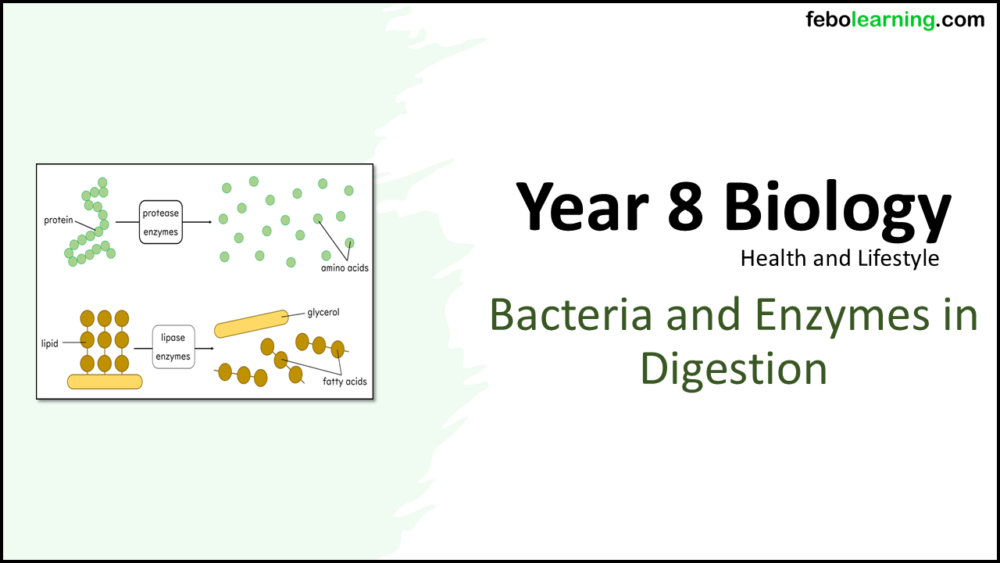 Year-8 Biology Health and Lifestyle Enzymes in Digestion Title