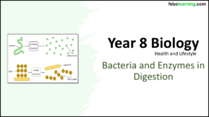 Link to next lesson: Bacteria and Enzymes in Digestion